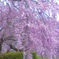 豪華な枝垂れ桜