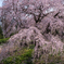 東郷寺の枝垂桜2