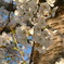 桜の幹