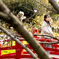 ポートレート 桜 #2