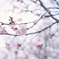 盛岡中央公園の桜