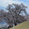 古墳と桜樹