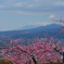 桃ノ木から八ヶ岳を望む