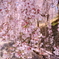 枝垂桜 サクラ