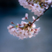 夢見草 #5