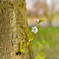 一輪の桜