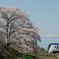 勝沼ぶどう郷駅　桜
