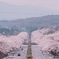 満開の桜