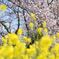 桜、菜の花、春らんまん