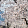 甚六桜　１