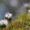 花は野のまま