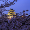 夜桜一夜城