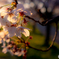 夕陽を浴びた桜