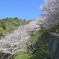 人影少ない桜