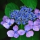 額紫陽花