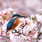 桜満開 5