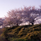 夕刻の桜