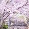 春の階段