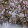 久良岐公園　ソメイヨシノ