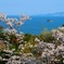 瀬戸内市一本松展望の桜