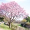 昭和記念公園の桜