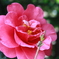 春花見1