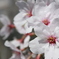 春花見5