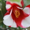 春花見9
