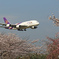 「あおぞら」✈Sakuraとコラボ・✈飛んで来ない？