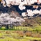 牛と観音桜