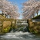 2020 桜