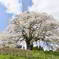 醍醐桜