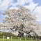醍醐桜