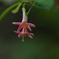 季節の花CCCXLVII！