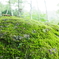 秋雨を待つ苔岩