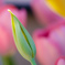 名を知らぬお花
