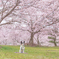 さくらの公園