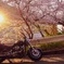 桜とバイク