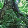 植物とサンゴの共存