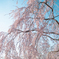 枝垂桜