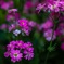 お花