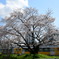 長沼桜