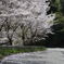 桜吹雪の中