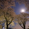月夜桜