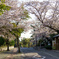 西尾城付近の桜道