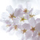 硝子の桜