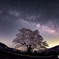 夜桜