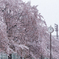 雪桜３