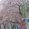 雪桜４