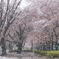 雪桜７